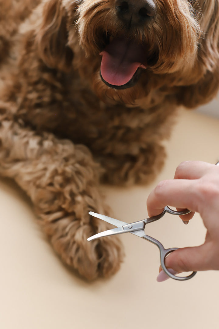 Mini Safety Scissor