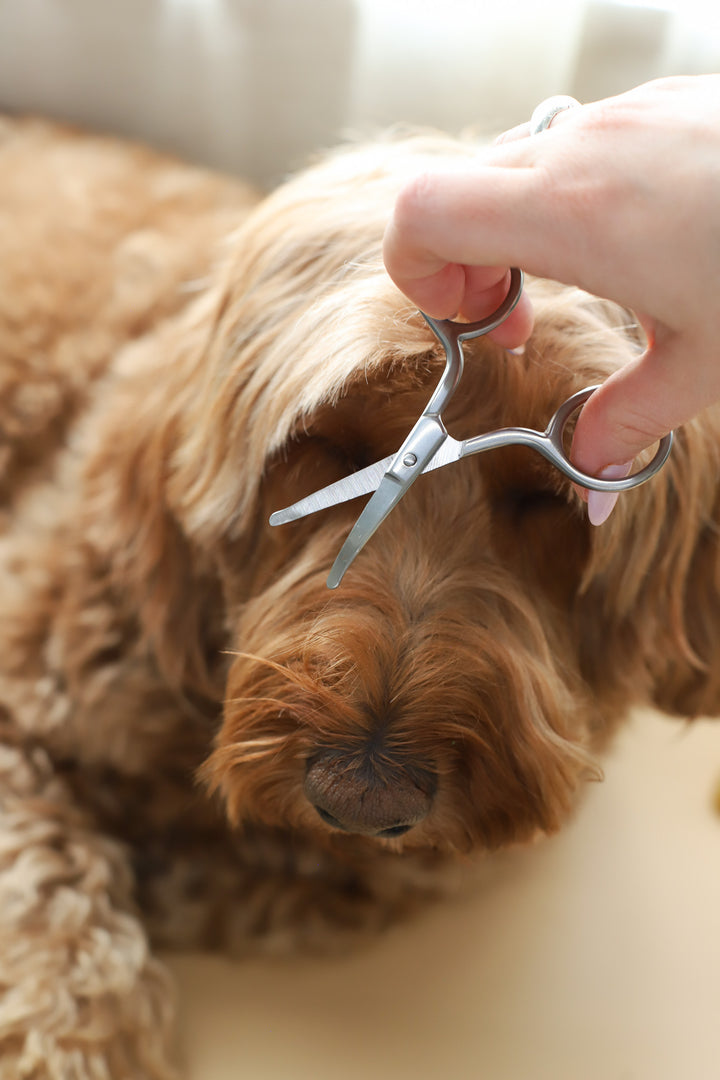 Mini Safety Scissor
