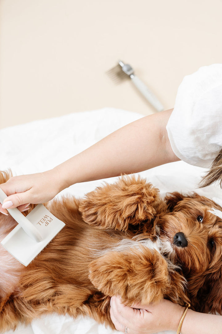 Ultimate Dog Grooming Kit