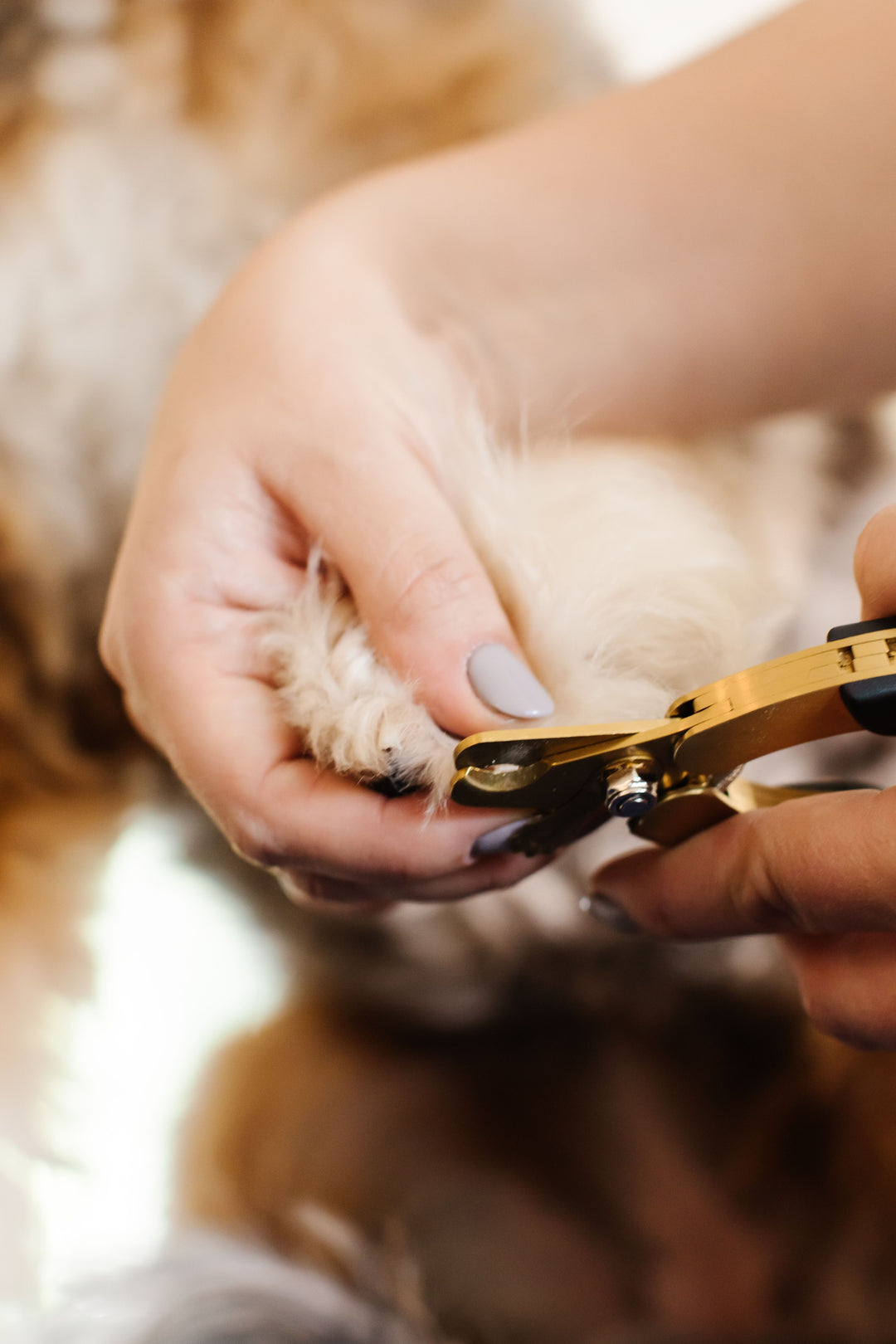 Ultimate Dog Grooming Course