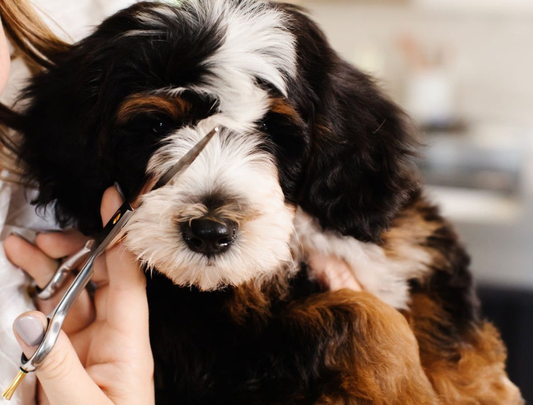 Ultimate Dog Grooming Course