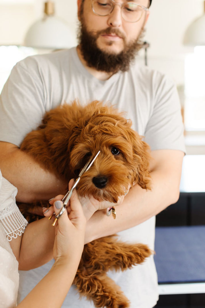 Ultimate Dog Grooming Course