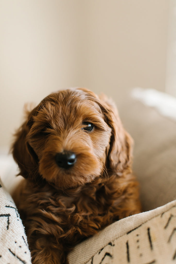 10 Things Every Puppy Needs