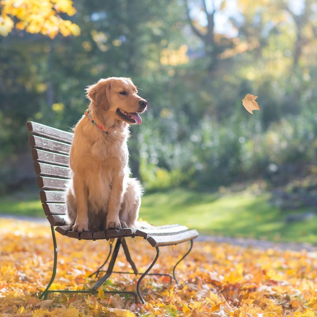 What Every Pup Parent Needs to Know this Fall