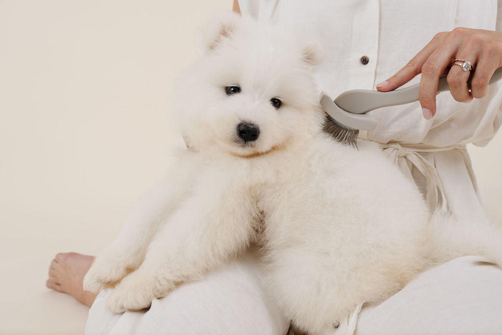 Brushing Your Dog the Right Way