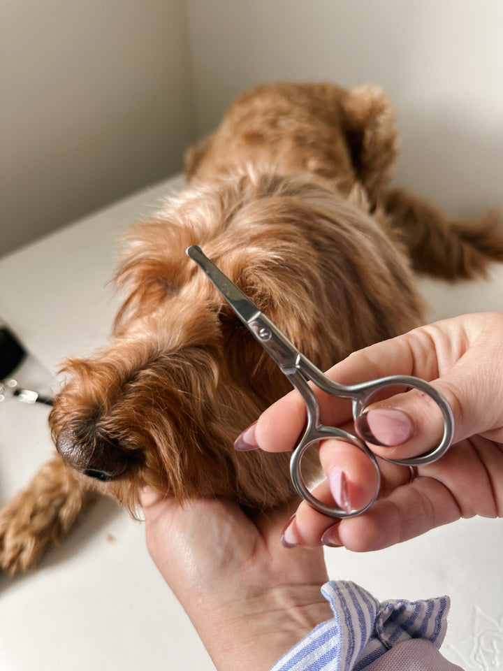 Mini Safety Scissor