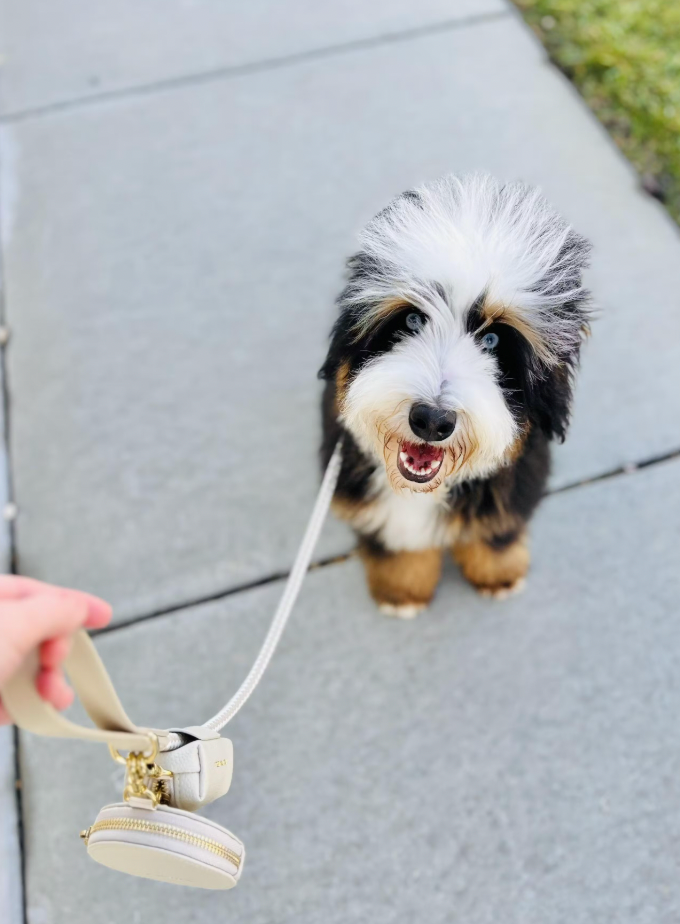 City Walk Kit & FREE COLLAR