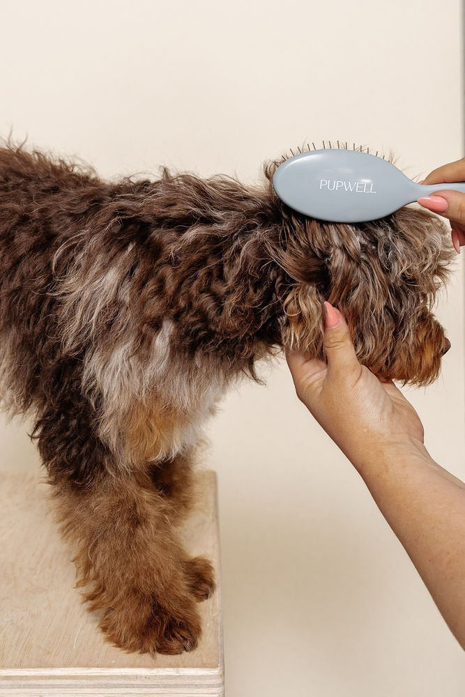 Puppy Grooming Kit