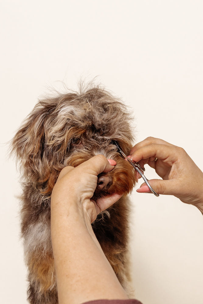 Puppy Grooming Kit