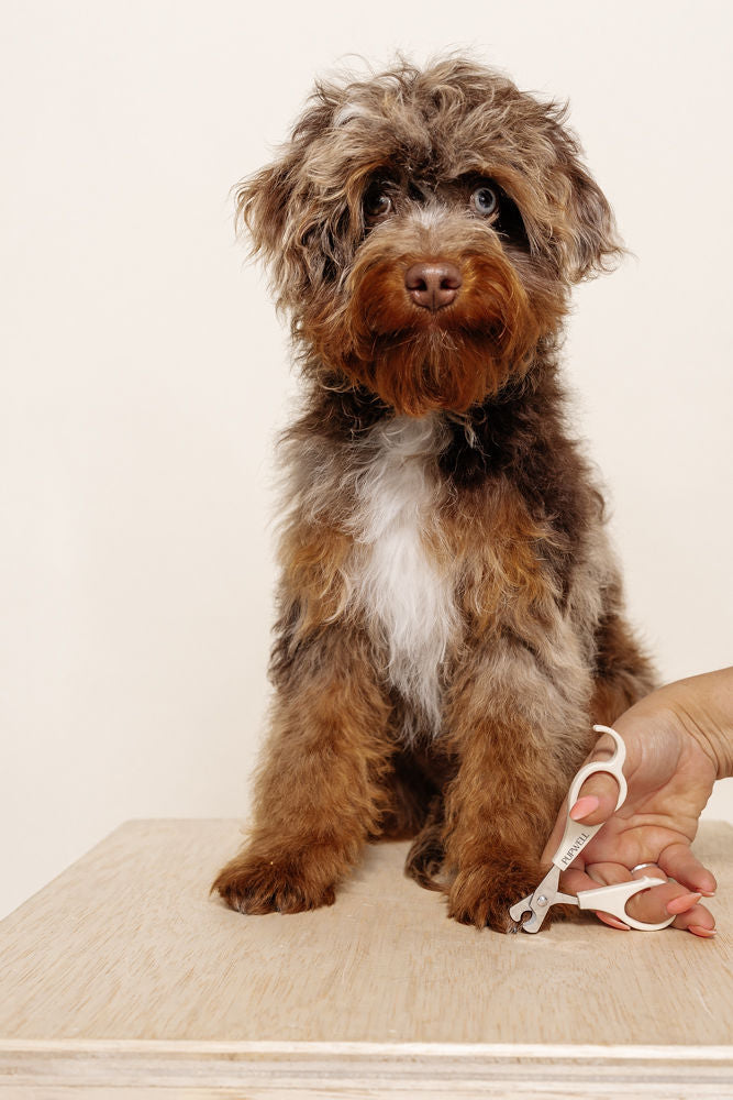 Puppy Grooming Kit