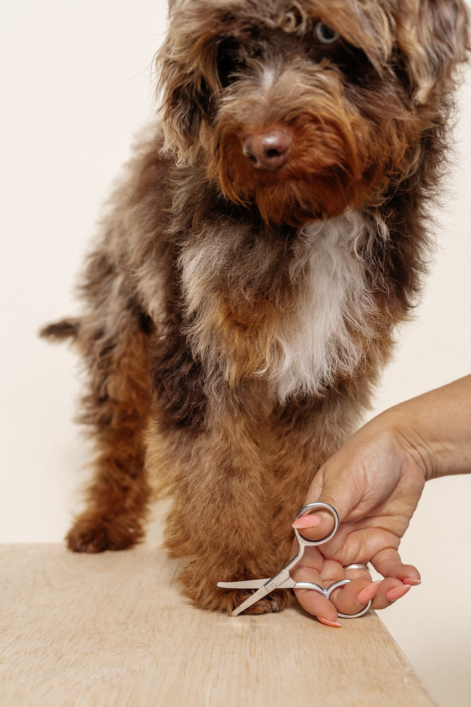 Puppy Grooming Kit