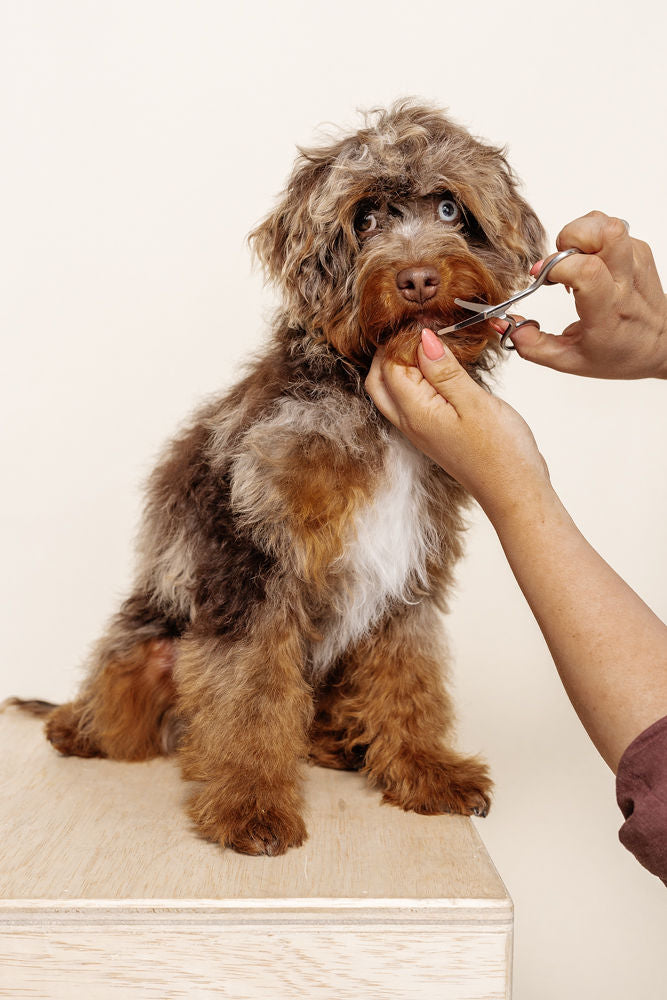Puppy Grooming Kit