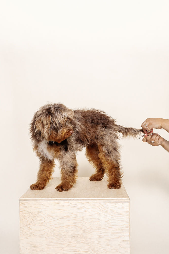 Puppy Grooming Kit