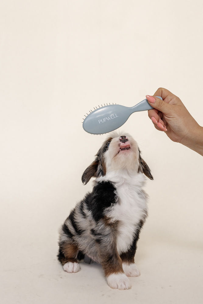 Puppy Grooming Kit
