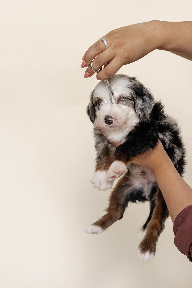 Puppy Grooming Kit