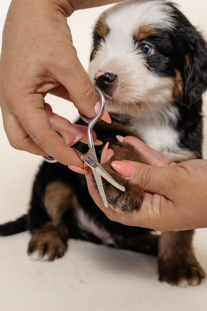 Puppy Grooming Kit